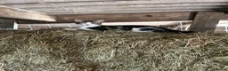 Mixed Breed cats for sale: 4 Kittens for sale  - Advert 3