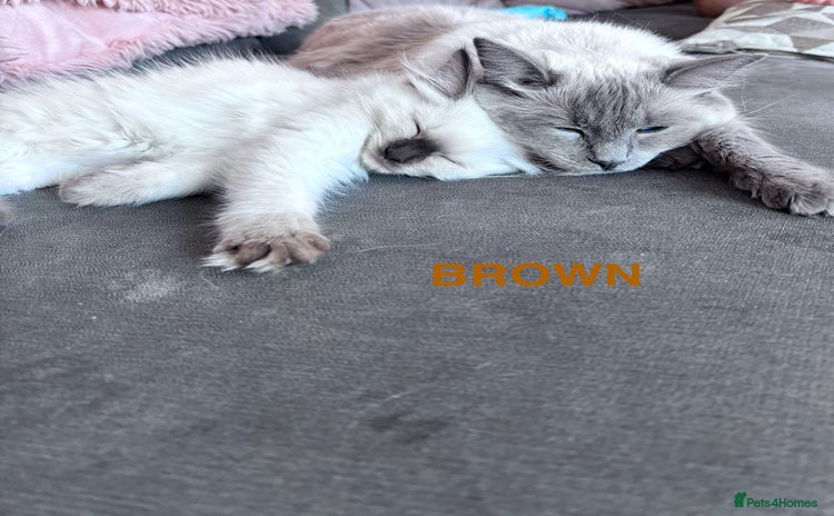 Ragdoll cats - Advert 5