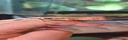 Gecko reptiles for sale: Baby gargoyle geckos and baby cresties lilys etx - Advert 6