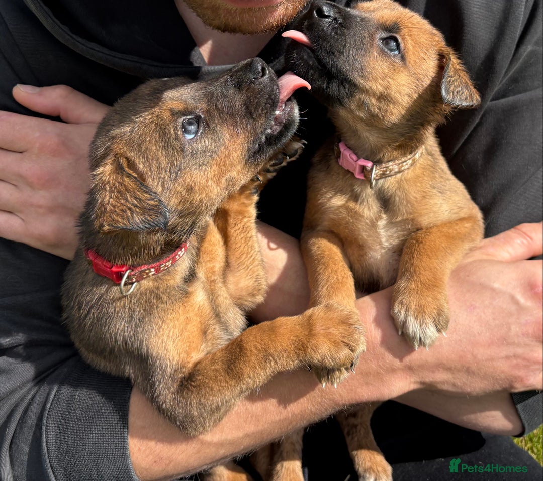 Mixed Breed dogs for sale: Japanese Bear-headed Akita X Dobermann hybrids  - Image 6