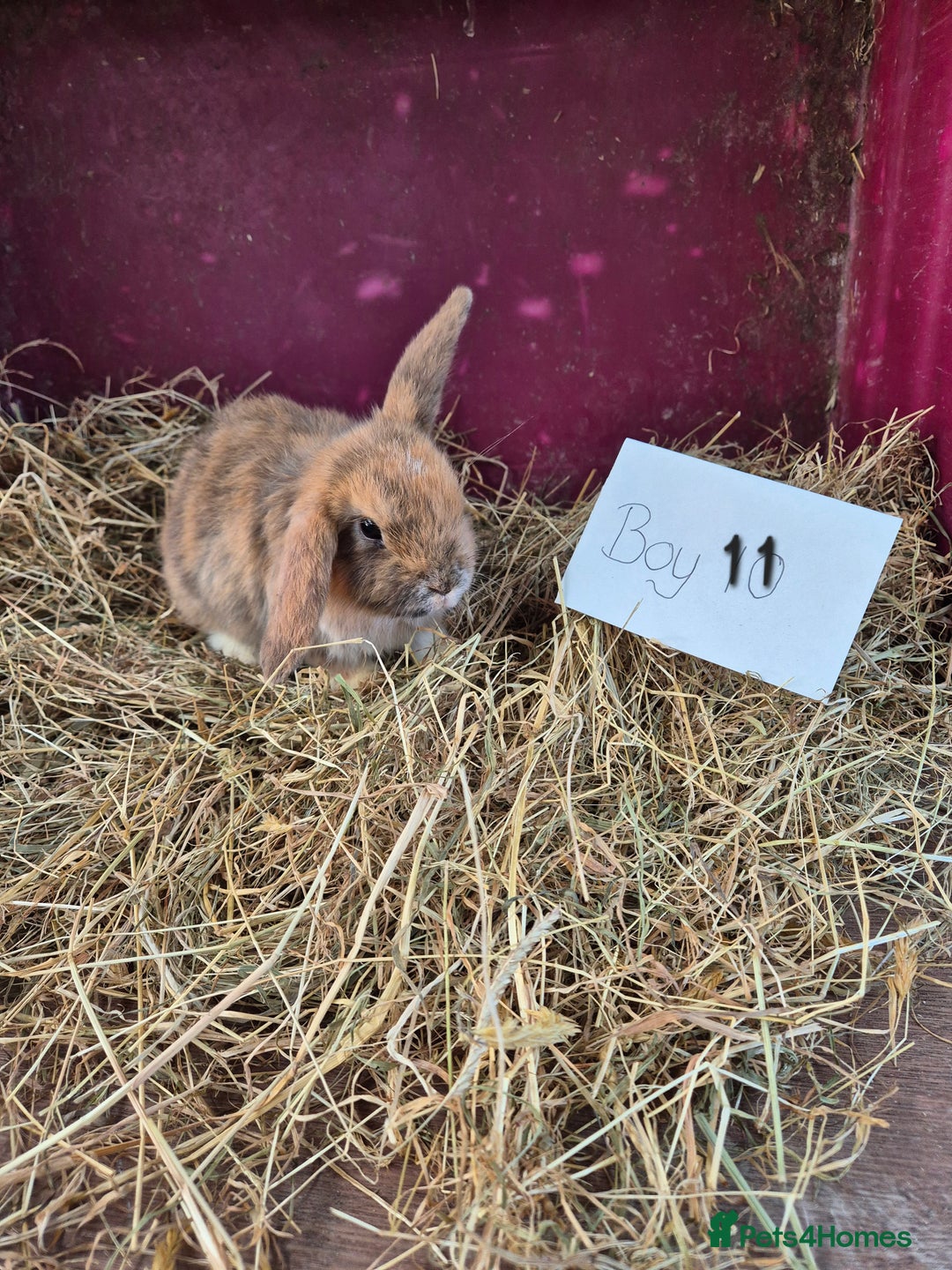 Mini Lop rabbits for sale: Bunnies looking for new homes - Advert 8