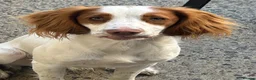 Cocker Spaniel dogs for stud: Red and white cocker spaniel stud in Keighley - Advert 5