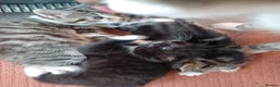 Mixed Breed cats for sale: Playful loveable kittens - Advert 6