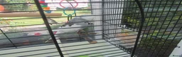 Budgerigars birds for sale: BEAUTIFUL EXHIBITION BUDGIE WITH CAGE - Advert 7