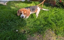 Beagle dogs for sale: Adorable Tricolour Female Beagle for sale  - Image 4