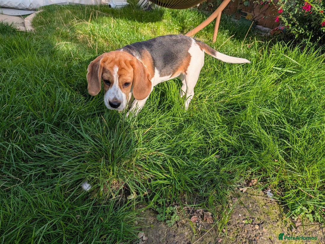 Beagle dogs for sale: Adorable Tricolour Female Beagle for sale  - Image 4