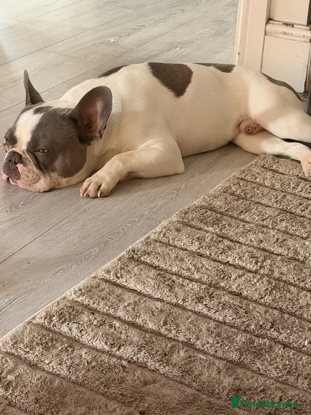 French Bulldog dogs for sale: French Bulldog - still available 24/9 - Advert 2