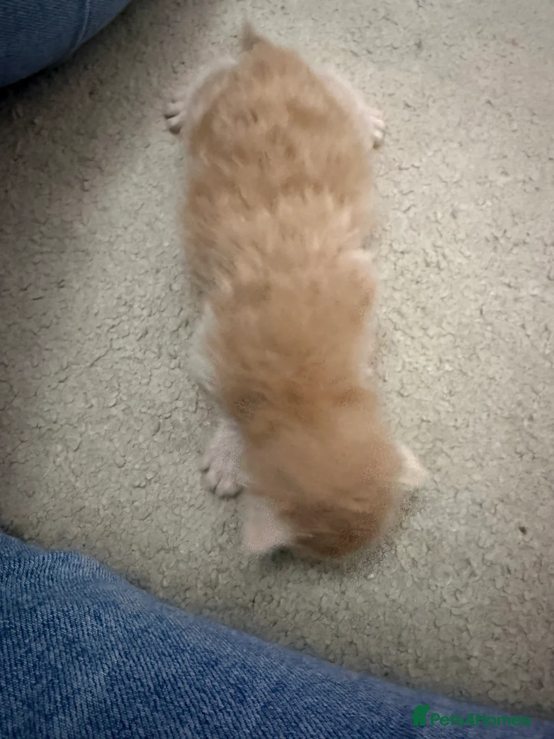 Maine Coon cats for sale: Polydactyl Maine Coon Kittens.  - Advert 9