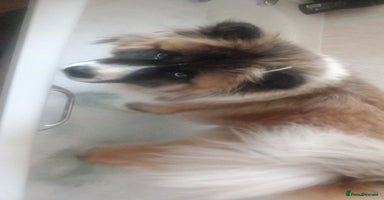 Akita dogs in Exeter - Advert 2