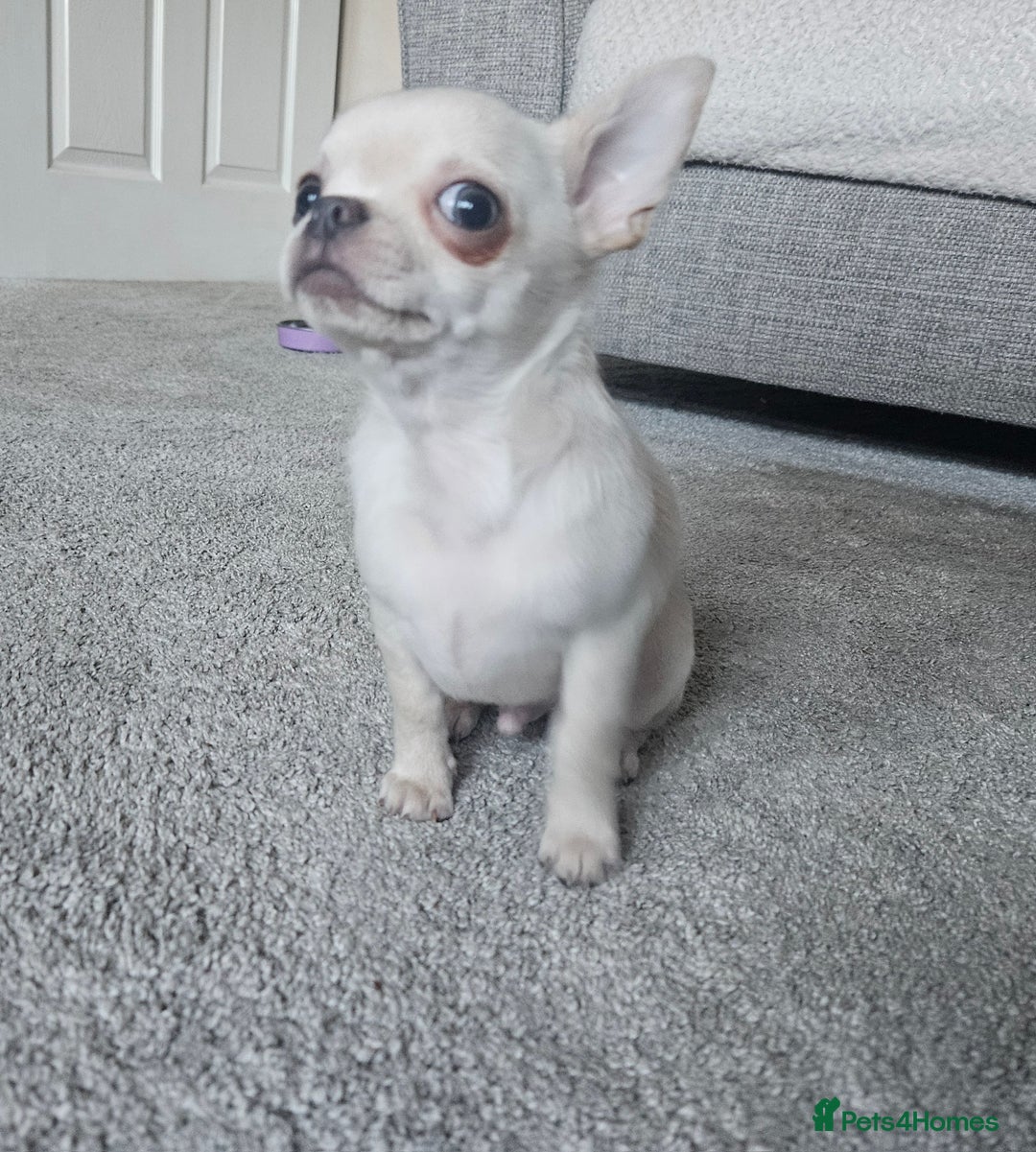 Chihuahua dogs for sale: Teeny Chihuahua Pup   - Advert 7
