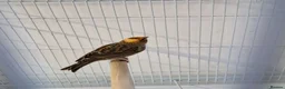 Canaries birds for sale: Fife + Opal Agage + Lizard Canaries - Advert 20