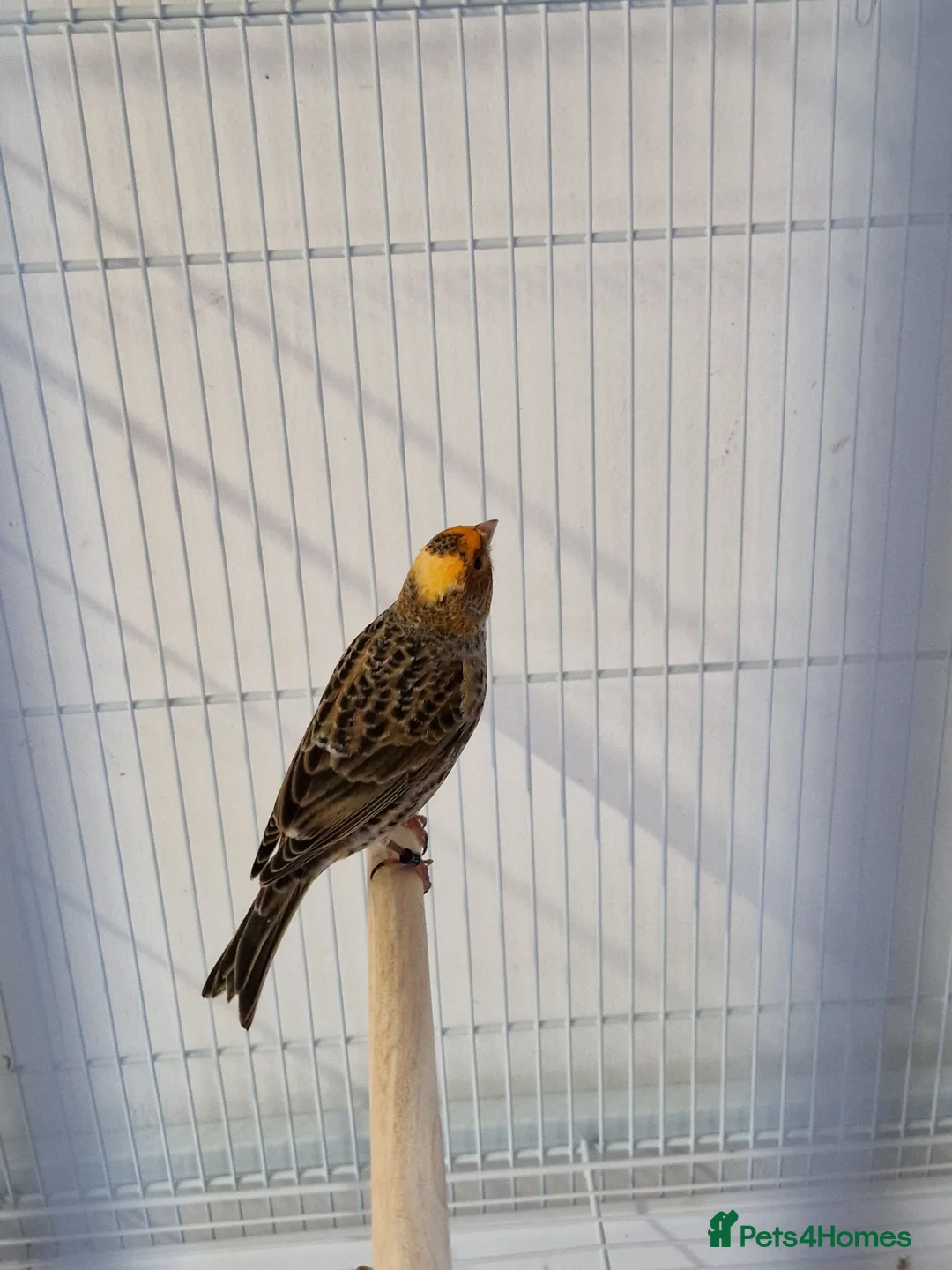 Canaries birds for sale: Fife + Opal Agage + Lizard Canaries - Advert 20