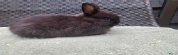 Netherland Dwarf rabbits for sale: 1 male Netherland Dwarf Rabbits available now - Advert 10