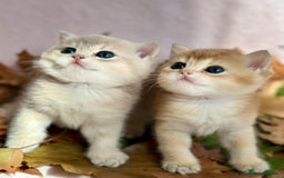 British Shorthair cats for sale: British Shorthair Golden kitten GCCF - Image 1