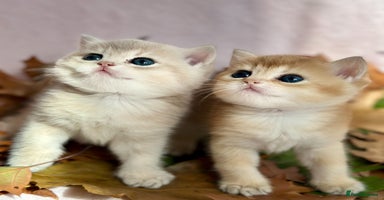 British Shorthair cats British Shorthair Golden kitten GCCF - Advert 6