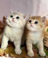 British Shorthair cats British Shorthair Golden kitten GCCF - Advert 6