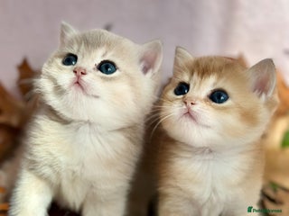British Shorthair cats - Advert 23