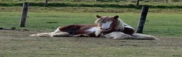 Irish Cob horses for sale: Skewbald stocky cob 14.3 - Advert 4