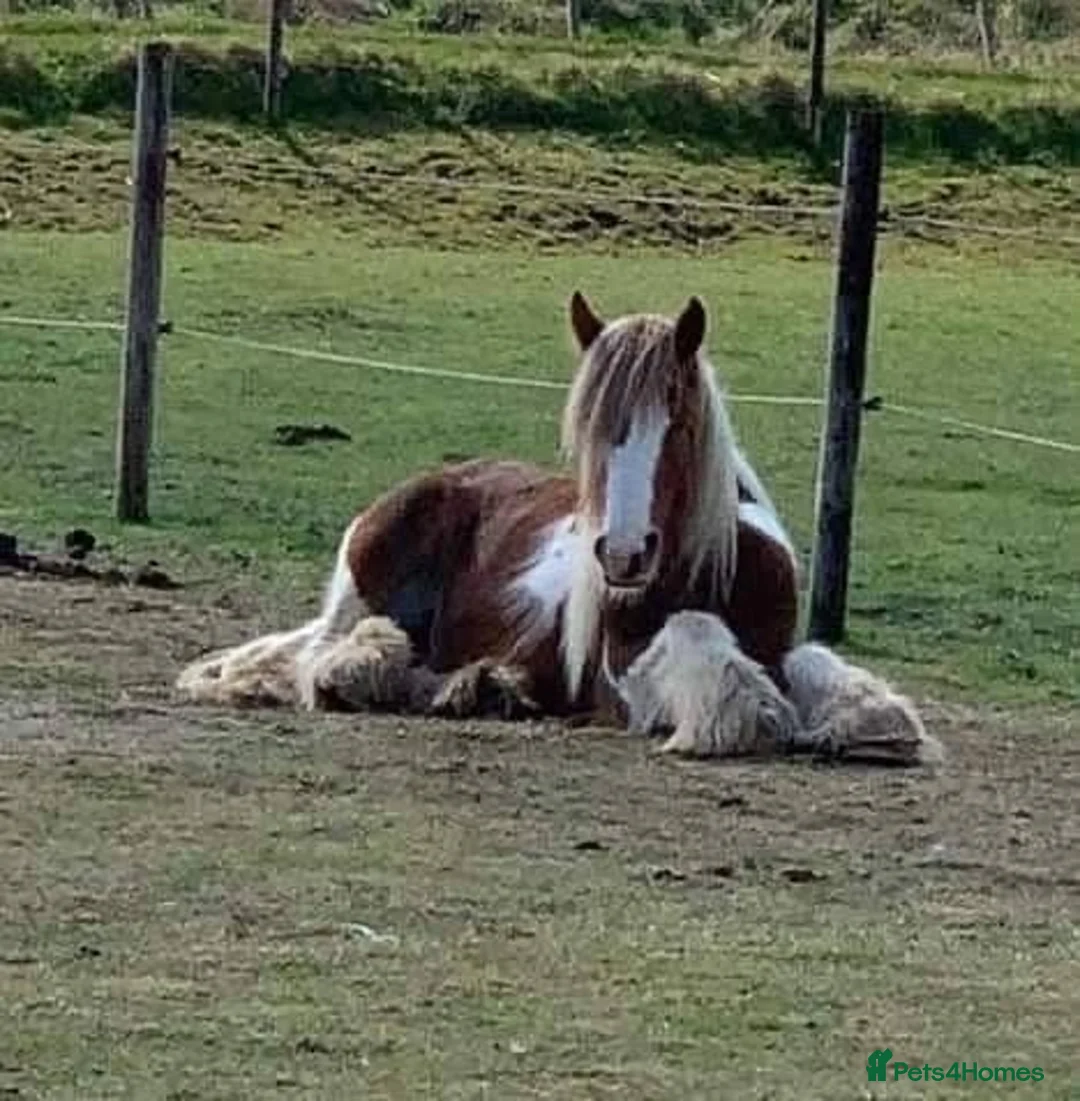 Irish Cob horses for sale: Skewbald stocky cob 14.3 - Advert 4