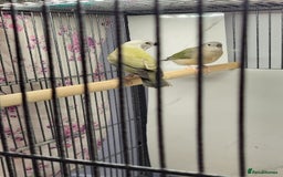 Finches birds for sale: Young Gouldian finches - Image 11