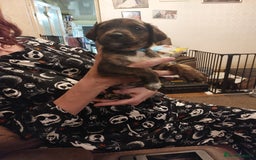 Mixed Breed dogs for sale: Gorgeous puppies  - Advert 10