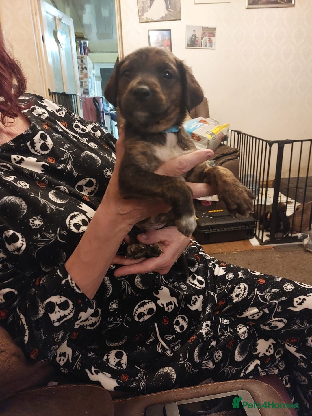 Mixed Breed dogs for sale: Gorgeous puppies  - Advert 10