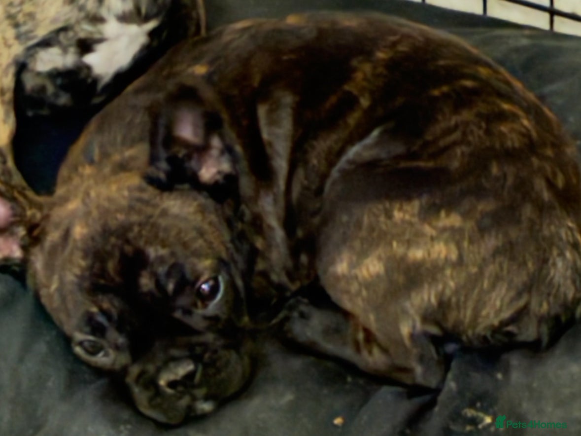 French Bulldog dogs 1 BOY PUP LEFT - READY TO GO!  - Advert 14