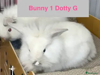 Lionhead rabbits Double Maned Lionheads Babies - Advert 16