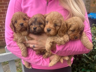 Cavapoo dogs - Advert 36