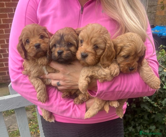 Cavapoo dogs - Advert 3