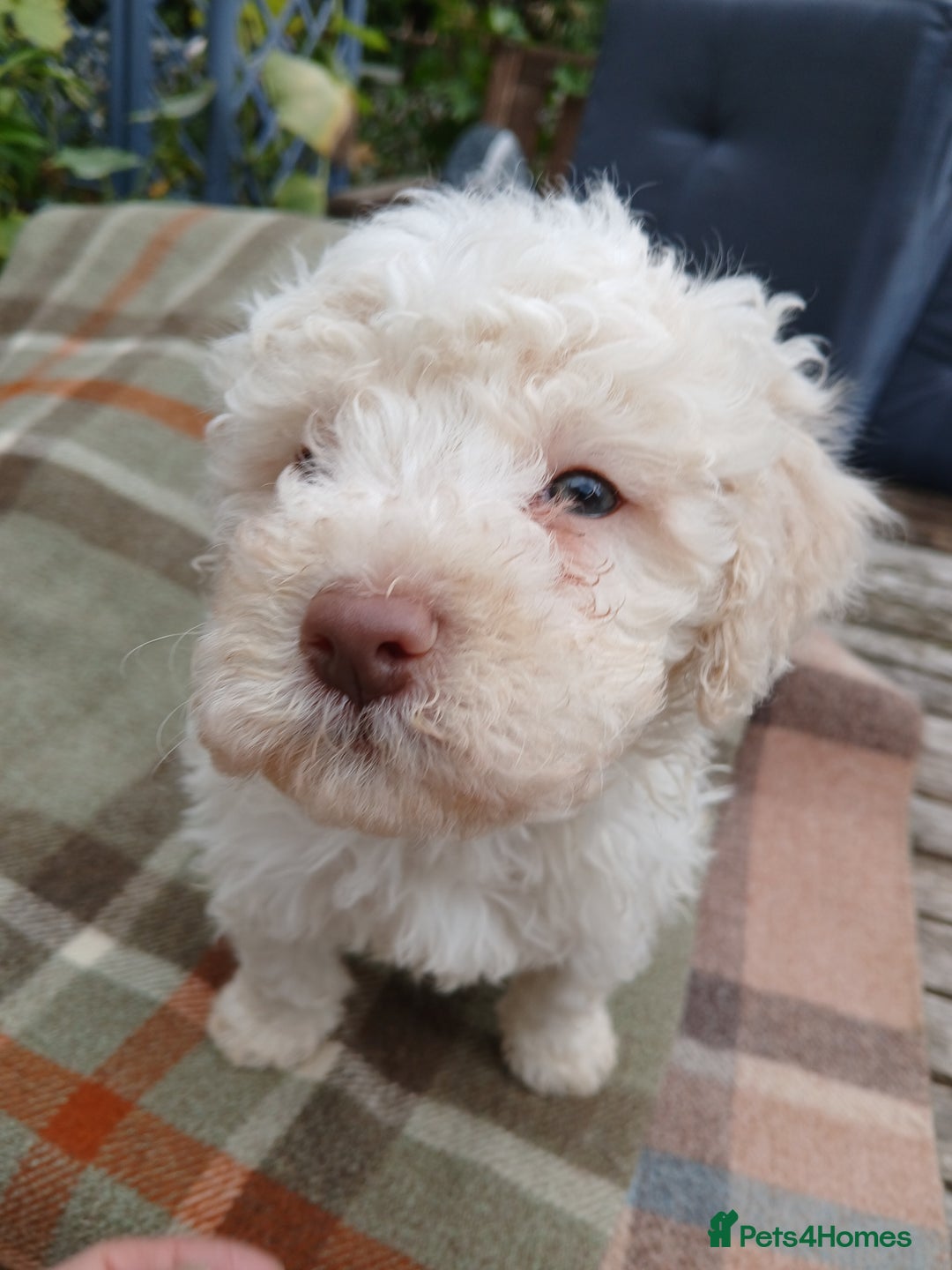 Lagotto Romagnolo dogs for sale: Pedigree Kennel Club Registered Lagotto Romagnolo - Image 4