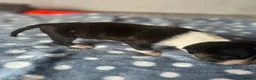 Miniature Bull terrier dogs for sale: Miniature bull terrier puppies  - Advert 23