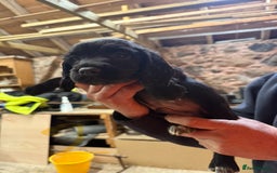 Cocker Spaniel dogs for sale: Cocker spaniel puppies - Image 8