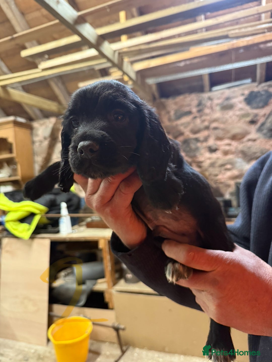 Cocker Spaniel dogs for sale: Cocker spaniel puppies - Image 8