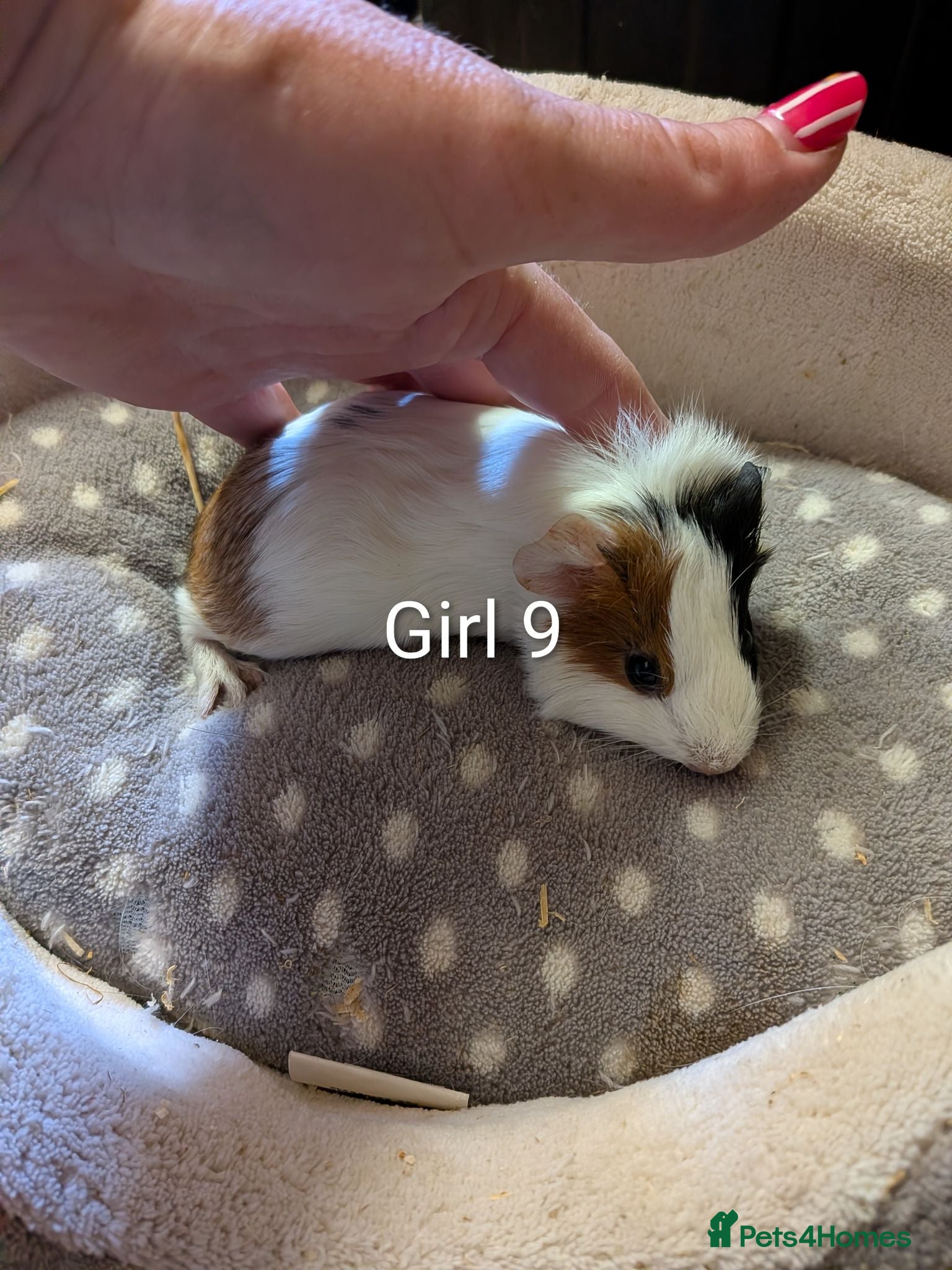 Guinea Pig rodents Baby girl guinea pigs ready now - Advert 19