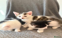 Mixed Breed cats for sale: very friendly kittens looking for a new home - Image 15
