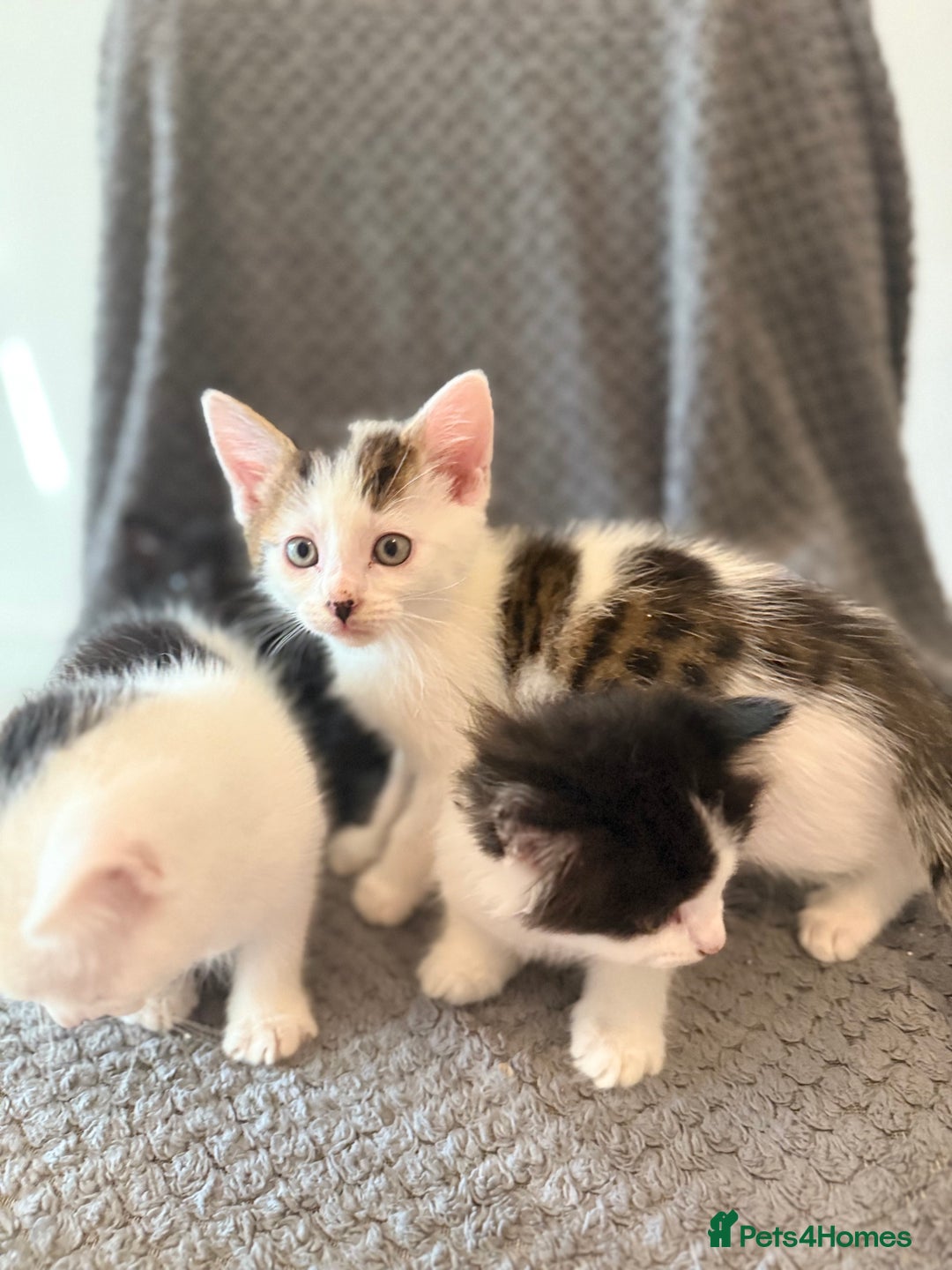 Mixed Breed cats for sale: very friendly kittens looking for a new home - Image 15