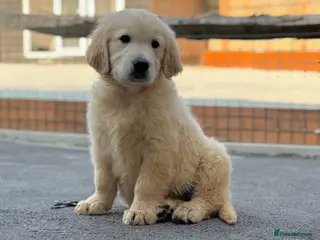 Golden Retriever dogs Golden retrievers - Advert 1