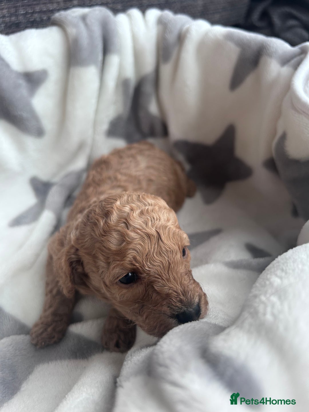 Miniature Poodle dogs for sale: Miniature poodles - Advert 13