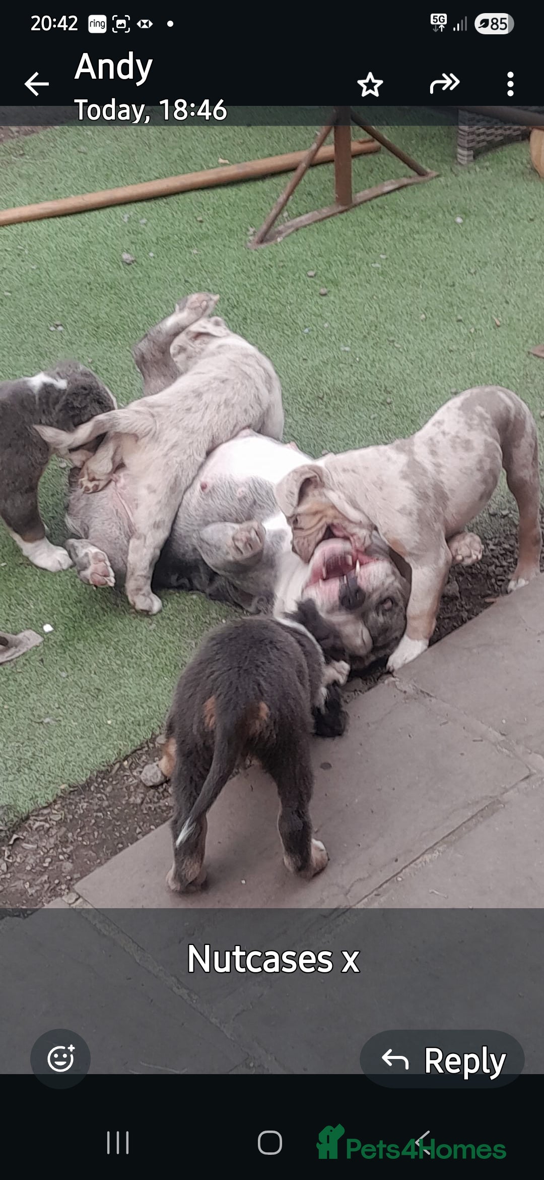 Olde English Bulldogge dogs for sale: Olde english bulldog  - Image 3