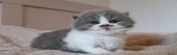 British Longhair cats for sale: PEDIGREE British Longhair kittens - Advert 6