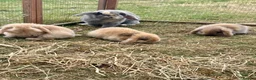 Mixed Breed rabbits for sale: Baby bunnies  in Boston - Advert 8