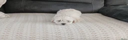 Maltipoo dogs for sale: Maltipoo puppies - Advert 19