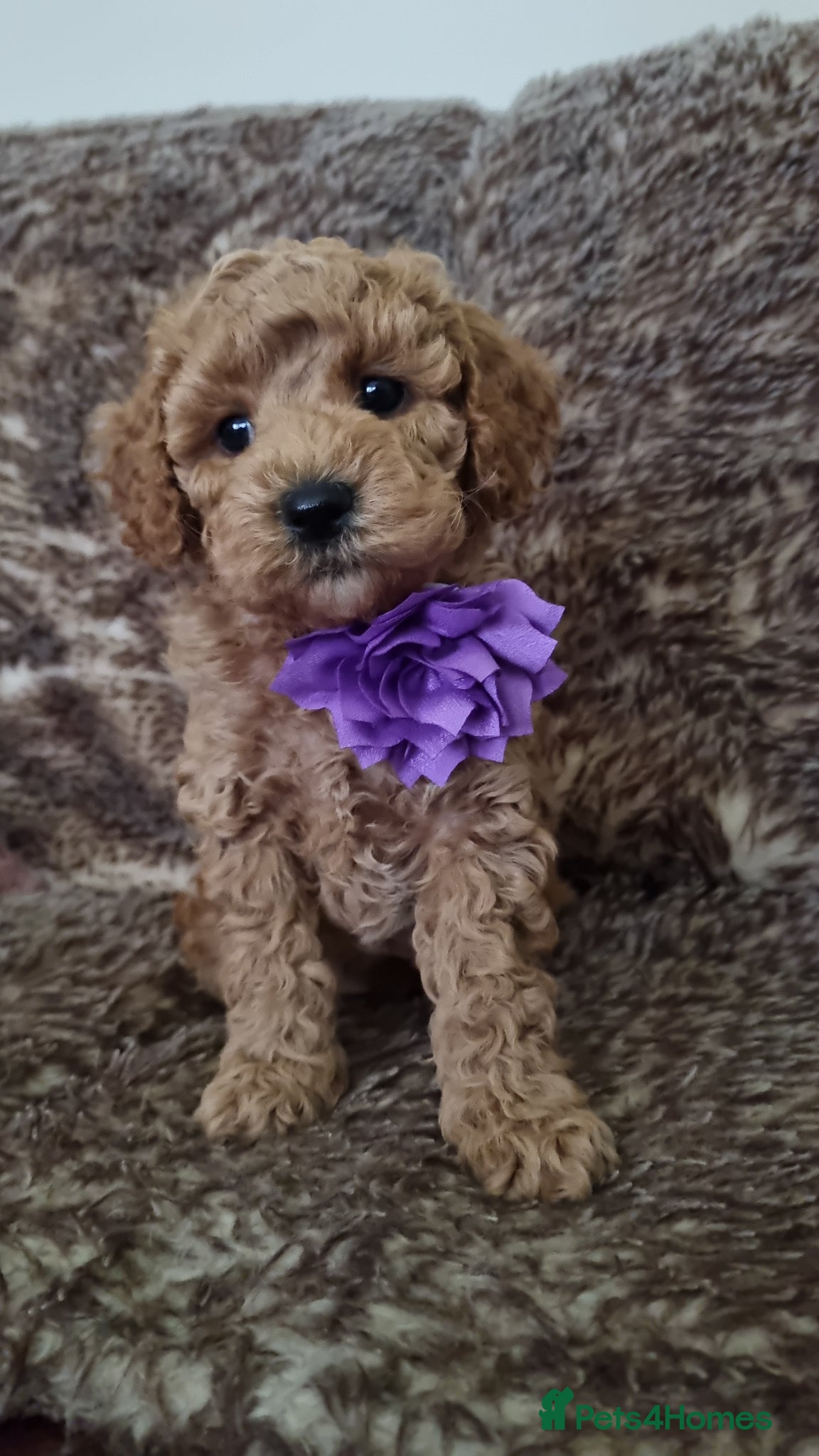Maltipoo dogs Fox Red/Apricot Maltipoo puppies,insta/tiktok - Advert 4