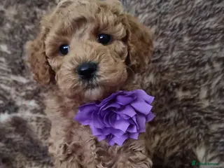 Maltipoo dogs Fox Red/Apricot Maltipoo puppies,insta/tiktok - Advert 1