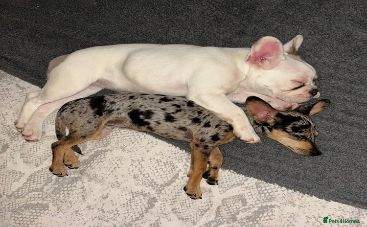 French Bulldog dogs - Advert 8