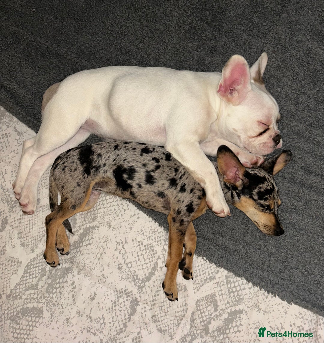 French Bulldog dogs for sale: French bulldog girl  - Image 1