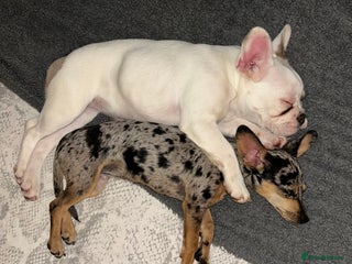 French Bulldog dogs - Advert 27