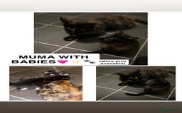 British Shorthair cats for sale: ✨4 BEAUTIFUL KITTENS✨ - Image 5