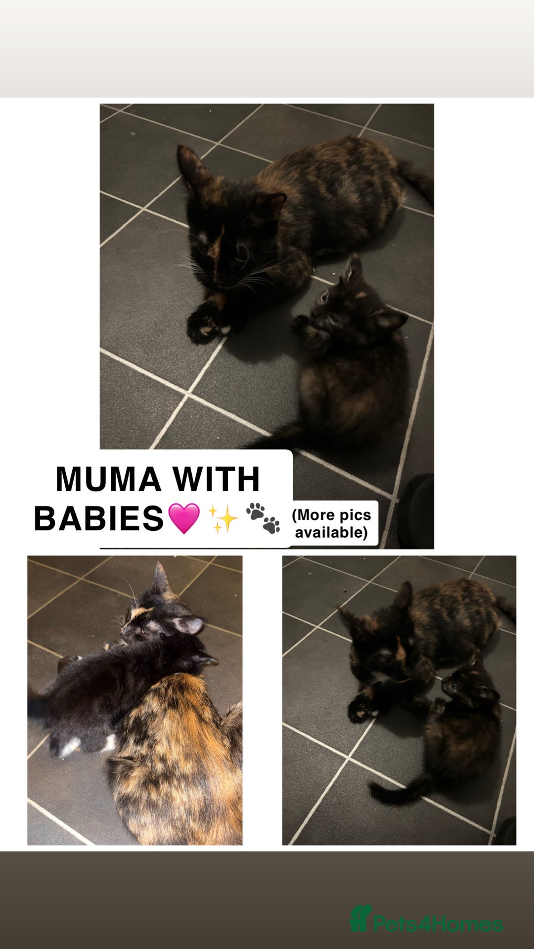 British Shorthair cats for sale: ✨4 BEAUTIFUL KITTENS✨ - Image 5